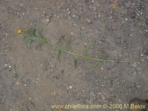 Фотография Alstroemeria aurea (Alstromeria dorada / Amancay / Liuto / Rayen-cachu). Щелкните, чтобы увеличить вырез.